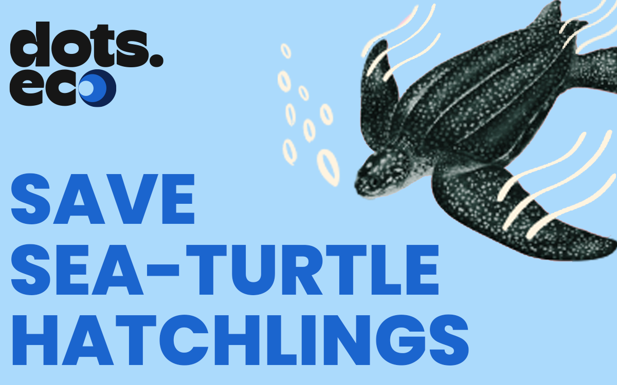 Dots.eco - Save a Sea-Turtle Hatchling